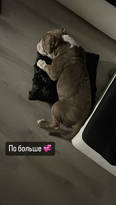 American Bulli (3 foto / 4)