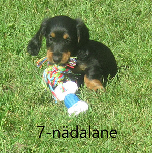 7-week-old long-haired standard dachshund puppies (2 foto / 5)