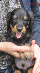 7-week-old long-haired standard dachshund puppies (3 foto / 5)
