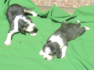 Щенки эстонской гончей /ESTONIAN HOUND/, девочки (2 фото из 4)