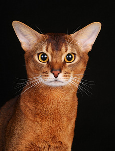 Abessiinia kass