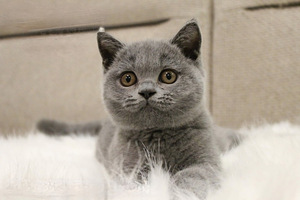 Продаю котят (1 фото из 4)