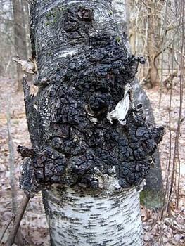 Chaga