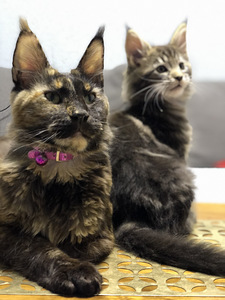Maine Coon (2 фото из 8)