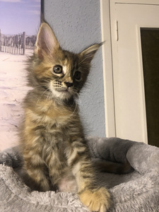 Maine Coon (8 фото из 8)