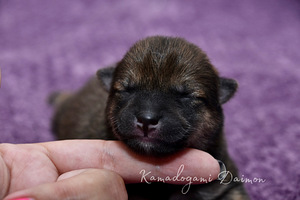 Shiba inu kutsikad (2 foto / 3)