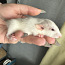 Крысята, дамбо хаски (фото #1)