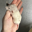 Крысята, дамбо (фото #2)