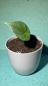 Alocasia ‘Silver Dragon’ (2 foto / 5)