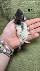 Rotipojad rex, isased (2 foto / 2)