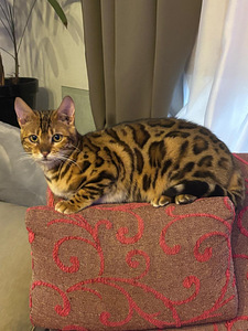 Bengal Kass