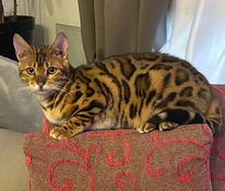 Bengal Kass