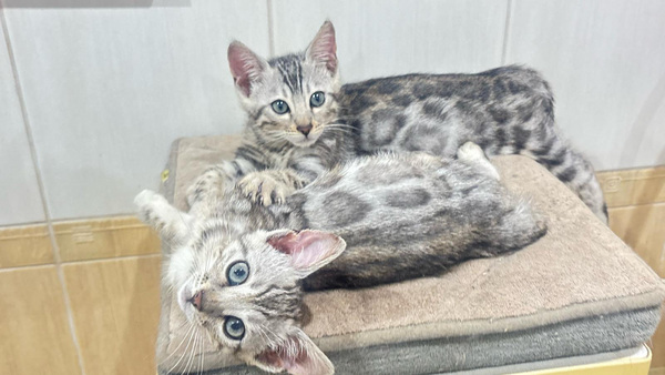 Бенгальские котята