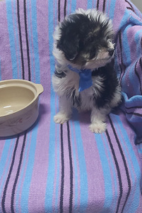 Maltipoo (2 foto no 8)
