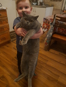 Scottish Fold/ Straight kassipojad (7 foto / 8)