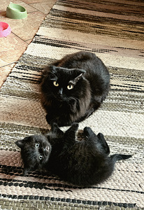 Scottish Fold/ Straight kassipojad (3 foto / 8)
