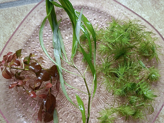 Akvaariumitaimed, krevetid(Cherry)