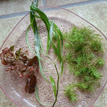 Akvaariumitaimed, krevetid(Cherry)