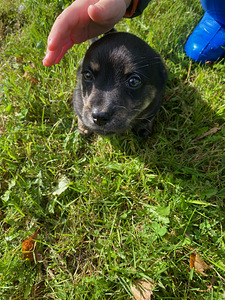 Väike toakoera kutsikas (4 foto / 5)