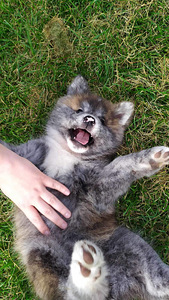 Akita Inu kutsikad (3 foto / 8)