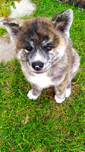 Akita Inu kutsikad (7 foto / 8)