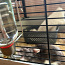 Три крысы Дамбо и клетка (фото #5)