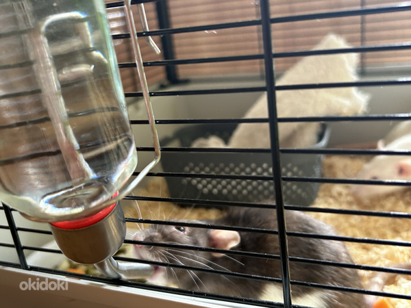 Три крысы Дамбо и клетка (фото #5)