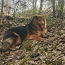 Крупный пес (фото #3)