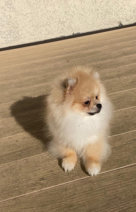 Pomeranian kääbusšpits (1 foto / 7)