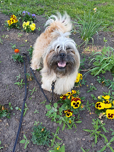 Shih Tzu tõugu, isane 2a (2 foto / 8)