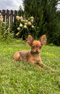 TOY LONGHAIR (1 foto / 6)