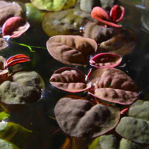 Phyllanthus fluitans. Riccia fluitans (1 foto / 8)