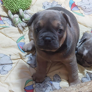 Müüa prantsuse buldog (4 foto / 10)