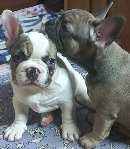 Müüa Prantsuse buldogi kutsikad (8 foto / 10)