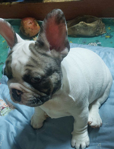 Müüa prantsuse buldog. Isane. (4 foto / 9)