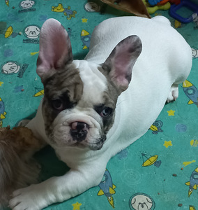 Müüa prantsuse buldog. Isane. (6 foto / 9)