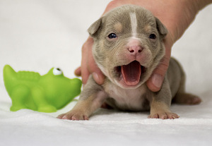 Ameerika bully (4 foto / 7)