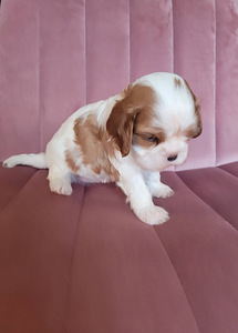 CAVALIER KING CHARLES SPANIEL BLENHEIM KUTSIKAD (2 foto / 8)