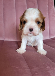 CAVALIER KING CHARLES SPANIEL BLENHEIM KUTSIKAD (4 foto / 8)