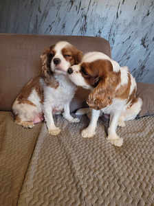 CAVALIER KING CHARLES SPANIEL BLENHEIM KUTSIKAD (8 foto / 8)