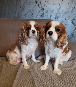 CAVALIER KING CHARLES SPANIEL BLENHEIM KUTSIKAD (7 foto / 8)