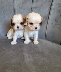 CAVALIER KING CHARLES SPANIEL BLENHEIM KUTSIKAD (4 foto / 8)