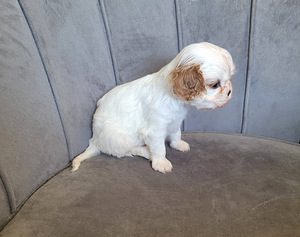 CAVALIER KING CHARLES SPANIEL BLENHEIM KUTSIKAD (6 foto / 8)