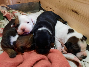 Staffordshire'i bullterjeri kutsikad (3 foto / 3)