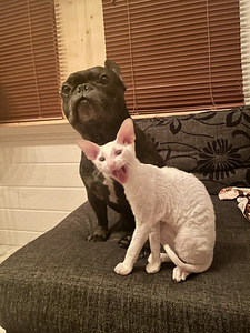 Cornish Rex kass otsib peigmeest (5 foto / 5)