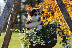 Imeilus tüdruk welsh corgi pembroke (1 foto / 10)