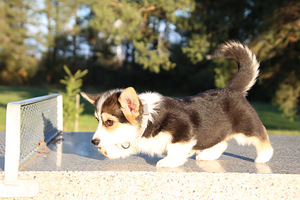 Imeilus tüdruk welsh corgi pembroke (7 foto / 10)