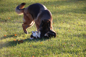 Imeilus tüdruk welsh corgi pembroke (8 foto / 10)