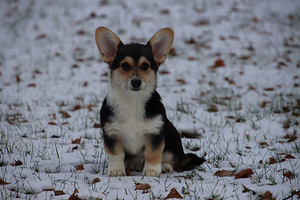 Võluv welsh corgi pembroke tüdruk (1 foto / 10)