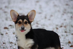 Võluv welsh corgi pembroke tüdruk (3 foto / 10)